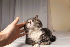 Fare le fusa