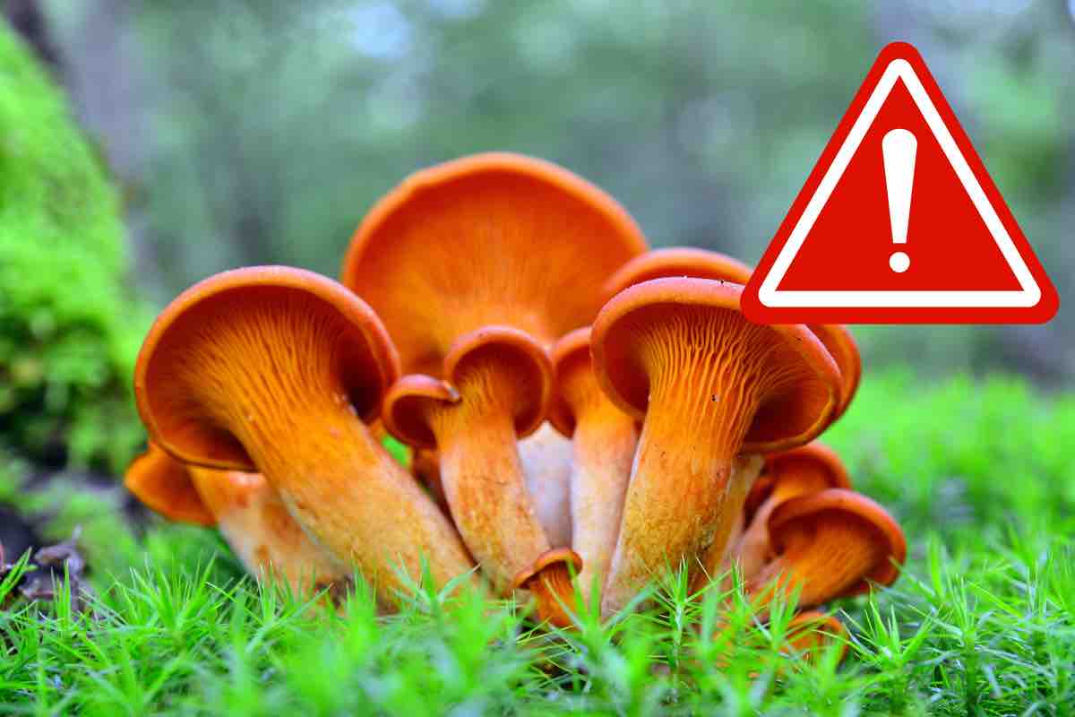 Omphalotus